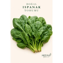 ARTUKA Doğal Geniş Yaprak Ispanak Tohumu (200 Ad) | Ata Tohum