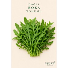 ARTUKA Doğal Roka Tohumu (1500+ Ad) | Ata Tohum