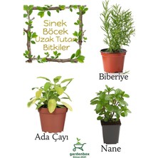 Gardenbox Sinek Böcek Kovucu Bitki Seti, Biberiye + Fesleğen + Adaçayı, 10-20 cm