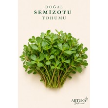 ARTUKA Doğal Semizotu Tohumu (2500+ Ad) | Ata Tohum