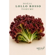 ARTUKA Doğal Lollo Rosso Marul Tohumu (200 Ad) | Ata Tohum