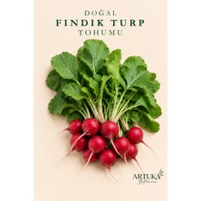 ARTUKA Doğal Fındık Turp Tohumu (500 Ad) | Ata Tohum