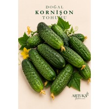ARTUKA Doğal Kornişon Tohumu (50 Ad) | Ata Tohum