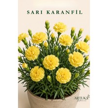 ARTUKA Sarı Karanfil Tohumu (10 Ad) | Çiçek Tohumu