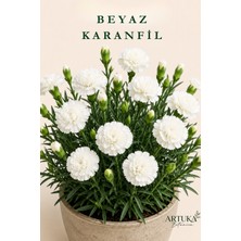 ARTUKA Beyaz Karanfil Tohumu (10 Ad) | Çiçek Tohumu