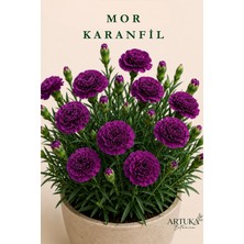 ARTUKA Mor Karanfil Tohumu (10 Ad) | Çiçek Tohumu