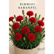 ARTUKA Kırmızı Karanfil Tohumu (10 Ad) | Çiçek Tohumu