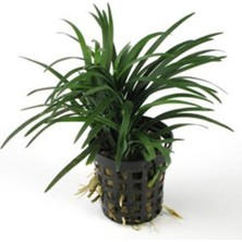 Mey İthalat Ophiopogon Japonica Saksı Canlı Bitki P122