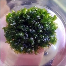 Mey İthalat Fissidens Miroshaki Moss Cup Canlı Bitki