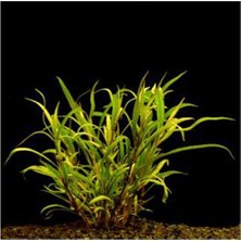 Mey İthalat Hygrophila Lacustris Saksı Canlı Bitki