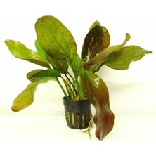 Mey İthalat Echinodorus Fancy Twist Saksı Canlı Bitki