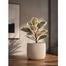 Mey İthalat Modern Çizgili Beyaz Saksı, 12X15 Cm, Masaüstü Iç Mekan Dekoratif Çiçek Saksısı, Pla 3D Baskı