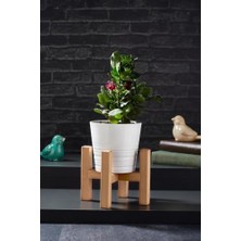 Kazan Hobi Mini Ayağı Saksılık Kaktüs 15X11 cm Ahşap Saksı Standı