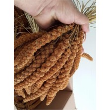 Kazan Hobi Muhabbet Kuşları Için Kızıl Dal Darı Yemi 500 G