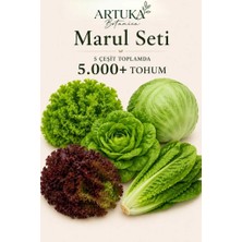 ARTUKA 5 Çeşit Marul Tohumu Özel Seti 5.000+ Tohum | Lollo Rosso, Iceberg & Göbek, Paris Island, Kıvırcık, Yedikule