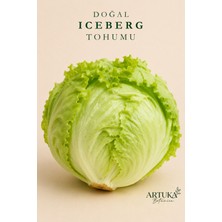 ARTUKA Doğal Iceberg Göbek Marul Tohumu (500 Ad) | Ata Tohum