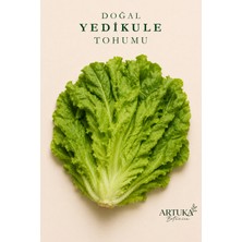 ARTUKA Doğal Yedikule Marul Tohumu (500 Ad) | Ata Tohum
