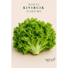 ARTUKA Doğal Kıvırcık Marul Tohumu (500 Ad) | Ata Tohum