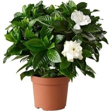 Kazan Hobi Gardenya Jasminoides Kokulu Gardenya Ev ve Ofis Bitkisi Dolgun Formlu 1.kalite