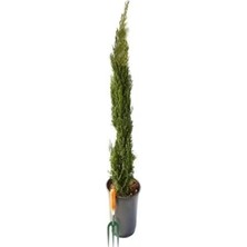 Kazan Hobi Videolu Kara Selvi Fidanı 1 Adet Dikime Hazır Mezarlık Ağacı 35-65 cm Saksılı (Black Pine Sapling)