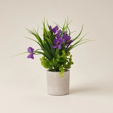 Matmel Deco Saksılı Petunya - Mor - 28 cm