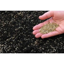 Green 7 Günde Çimlenen Üzerine Basılabilir 7'lı Karışım Çim Tohumu 1 kg (Ithal)