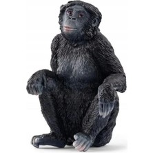 Veraura Lifestyle Bonobo