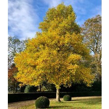 Tunç Botanik LALE AĞACI FİDANI - 2 YAŞ SAKSILI (Liriodendron Tulipifera)