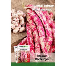 Üstüner 40 Adet Yerli Ata Oturak Barbunya Tohumu (Selim)