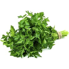 Üstüner Maydanoz Tohumu 1 Paket (10GR=5000+ Adet)