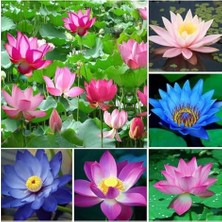 Kazan Hobi 20 Adet Lotus Çiçeği Tohumu Nilüfer Çiçeği Karışık Renkli Orjinal Lotus Su ve Toprakta Yetişir