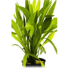 Kazan Hobi Echinodorus Latifolius Xingu Saksı Canlı Bitki P063