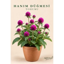 ARTUKA Medine Hanım Düğmesi Çiçeği Tohumu (20 Ad) | Çiçek Tohumu