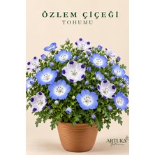 ARTUKA Özlem Çiçeği Tohumu (20 Ad) | Çiçek Tohumu