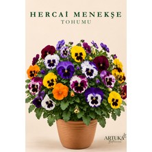 ARTUKA Hercai Menekşe Çiçeği Tohumu (25 Ad) | Çiçek Tohumu