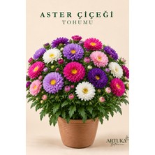 ARTUKA Aster Çiçeği Tohumu (20 Ad) | Çiçek Tohumu