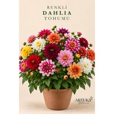ARTUKA Dahlia (Yıldız Çiçeği) Tohumu (20 Ad) | Çiçek Tohumu