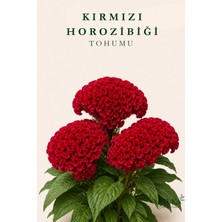 ARTUKA Kırmızı Horozibiği Çiçeği Tohumu (25 Ad) | Çiçek Tohumu