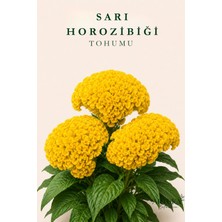 ARTUKA Sarı Horozibiği Çiçeği Tohumu (25 Ad) | Çiçek Tohumu
