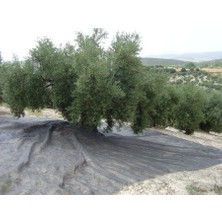 Pellenc Cotexa Zeytin Toplama Filesi 6X12 mt Yaygı