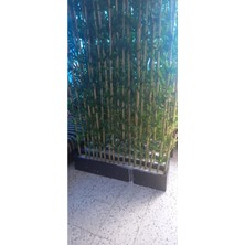 Erhan Flowers 100 cm Yapay Bambu Dekoratif Ağaç