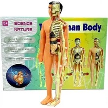 The Human Body Insan Vücudu 3D Eğitim Seti 3302