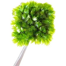 Gültekin Fissidens Miroshaki Moss Cup Canlı Bitki