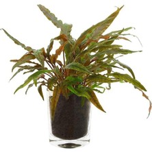 Gültekin Cryptocoryne Undulatus Red Saksı Canlı Bitki