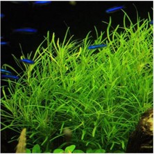 Gültekin Pogostemon Octopus Saksı Canlı Bitki TR-P287