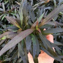 Gültekin Hygrophila Angustifolia Rubra Saksı Canlı Bitki