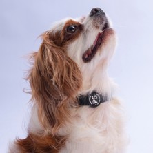 Pawstar Siyah Köpek Boyun Tasması Ayarlanabilir Köpek Tasması