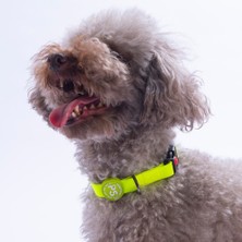Pawstar Neon Sarı Köpek Boyun Tasması Ayarlanabilir Köpek Tasması