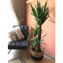 Parmiagarden Yuka Yucca Bitkisi Avize Çiçeği Yucca Massengena 120-140 cm 3 Gövdeli Dikey Formda İç ve Dış Mekan Bitkisi