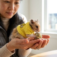 Lady Fify Hamster Için Arılı Sarı Kazak